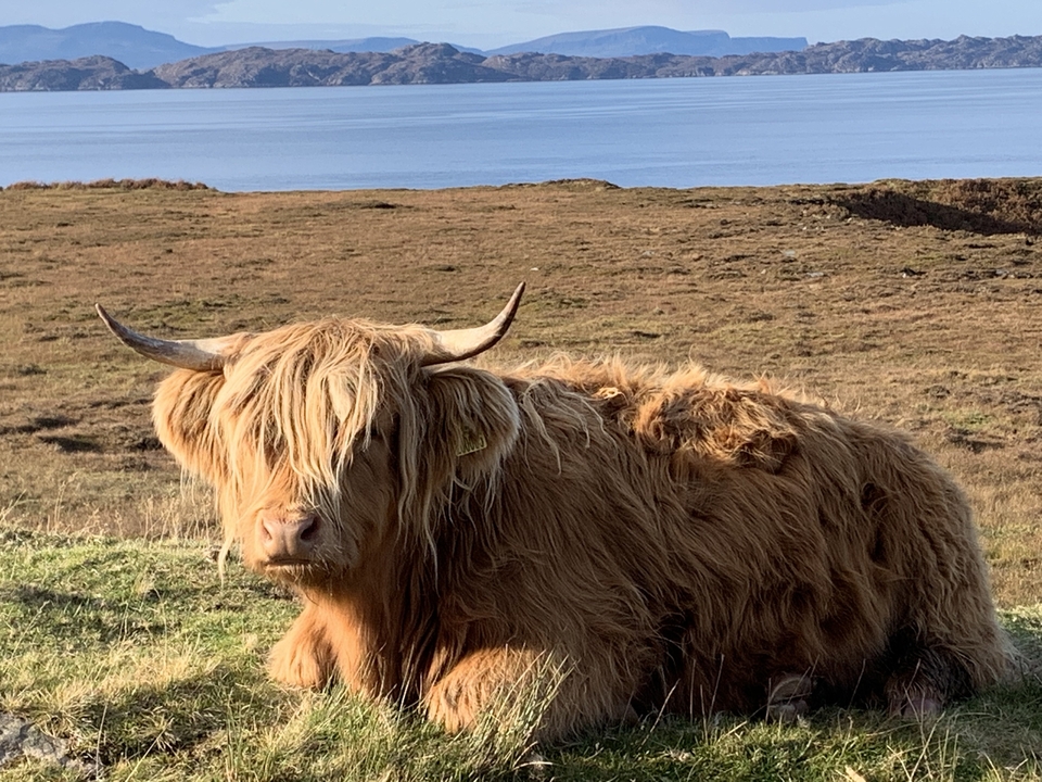 Vache Highland assise dans un champ d'herbe.