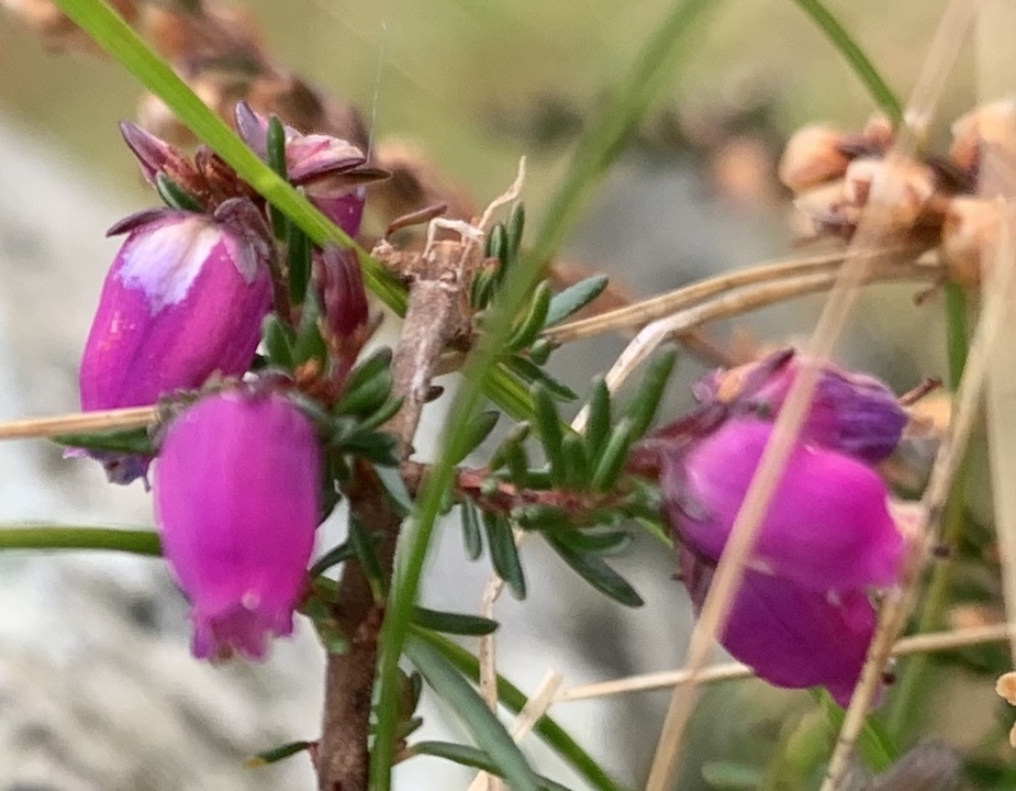 Gros plan de fleurs violettes éclatantes.