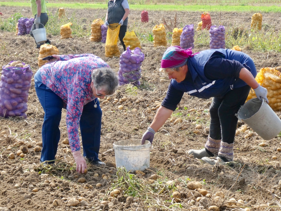 Deux personnes qui ramassent des pommes de terre dans un champ.