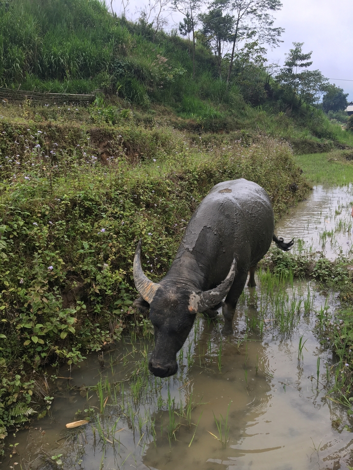 Buffle d'eau couvert de boue se tenant dans un champ.