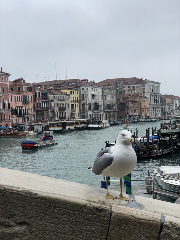 View of the Grand Canal in Venice with a seagull in the foreground.