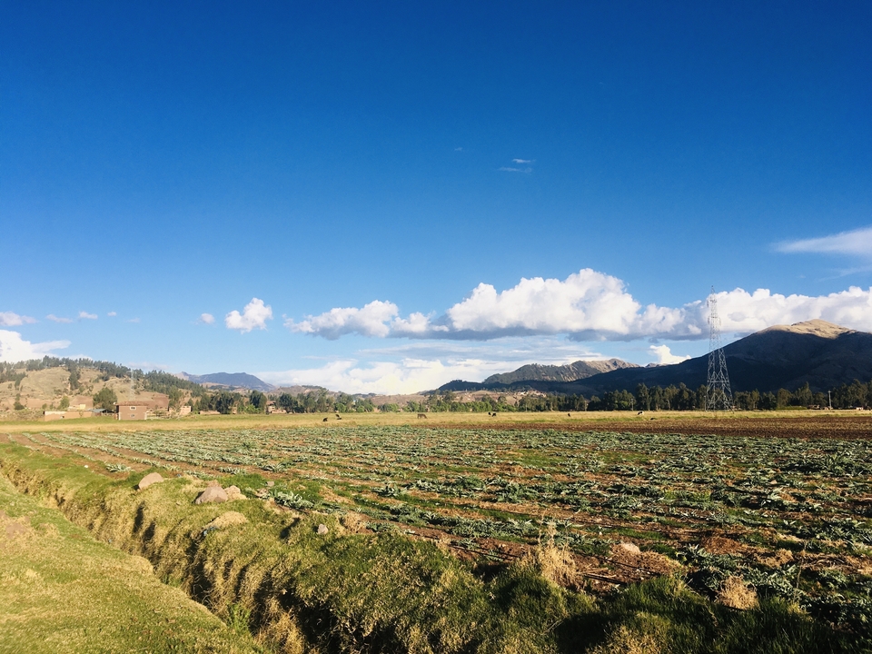 Grand champ agricole ouvert avec des montagnes en arrière-plan.