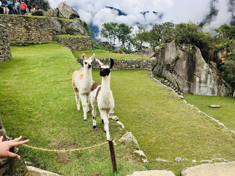 Plan rapproché de lamas sur des terrasses herbeuses avec des murs de pierre anciens.
