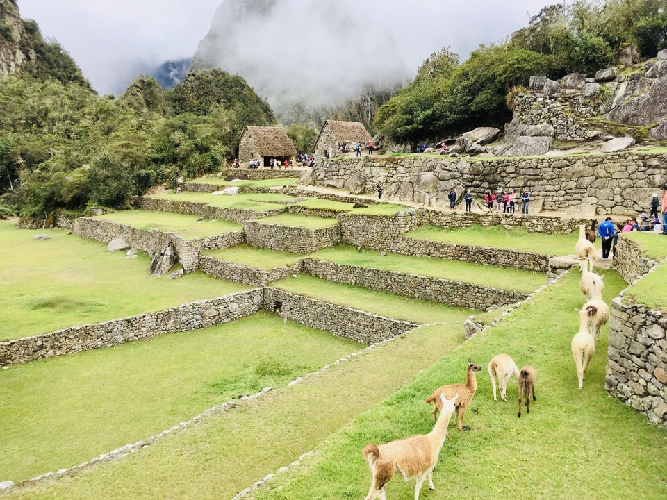 Des lamas paissant dans les ruines du Machu Picchu.