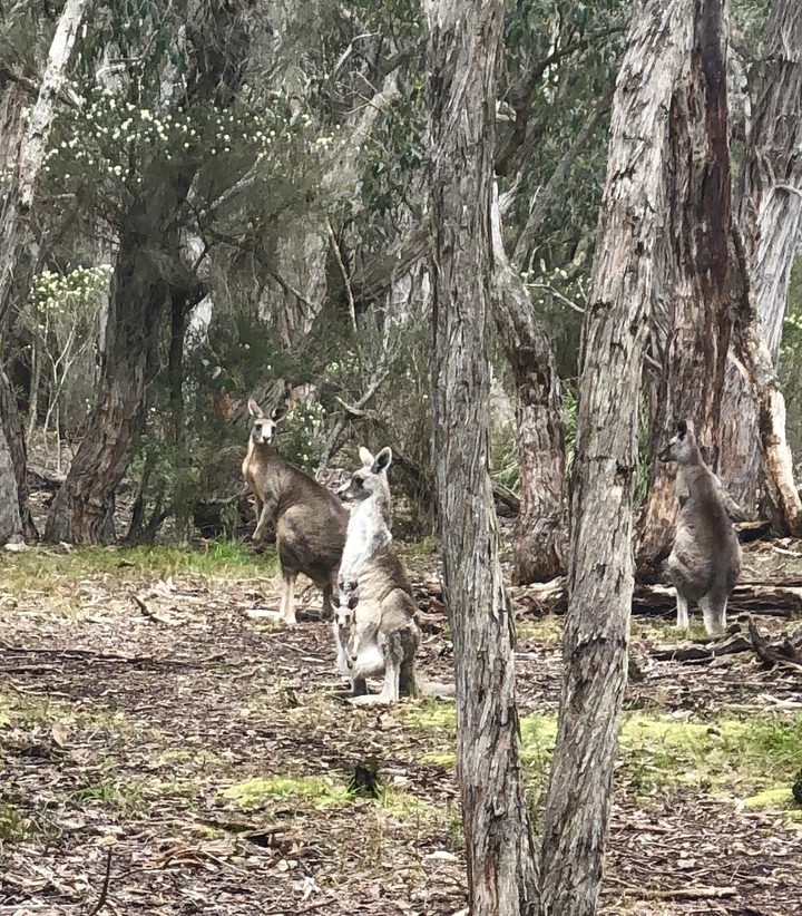 Des kangourous dans une zone boisée au milieu des arbres.