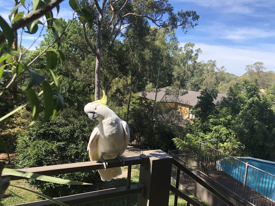 Cacatoès blanc perché sur une rambarde avec des arbres et une maison en arrière-plan.