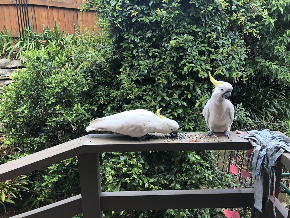 Deux cacatoès blancs perchés sur une rambarde en bois.