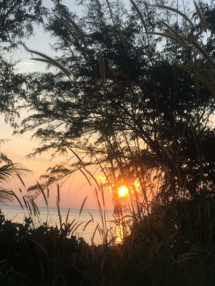 Sunset behind trees with orange and pink skies.