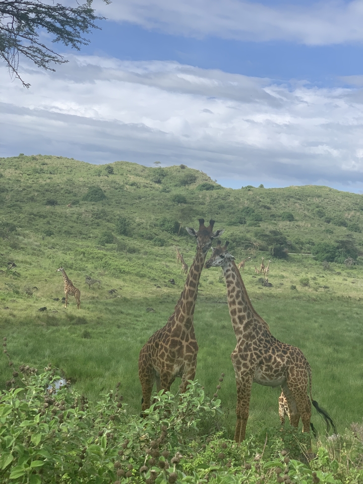 Groupe de girafes paissant dans la savane