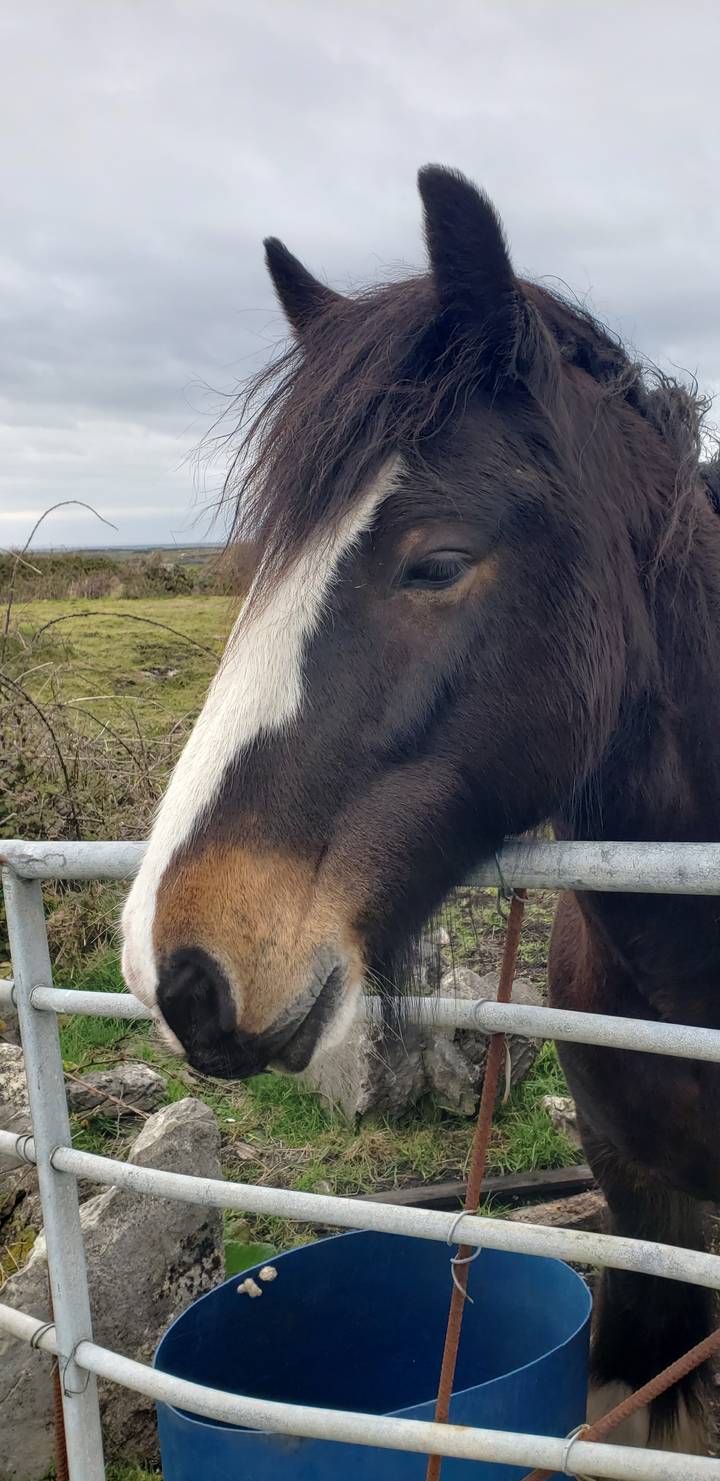 Close-up of a horse's head behind a fence.