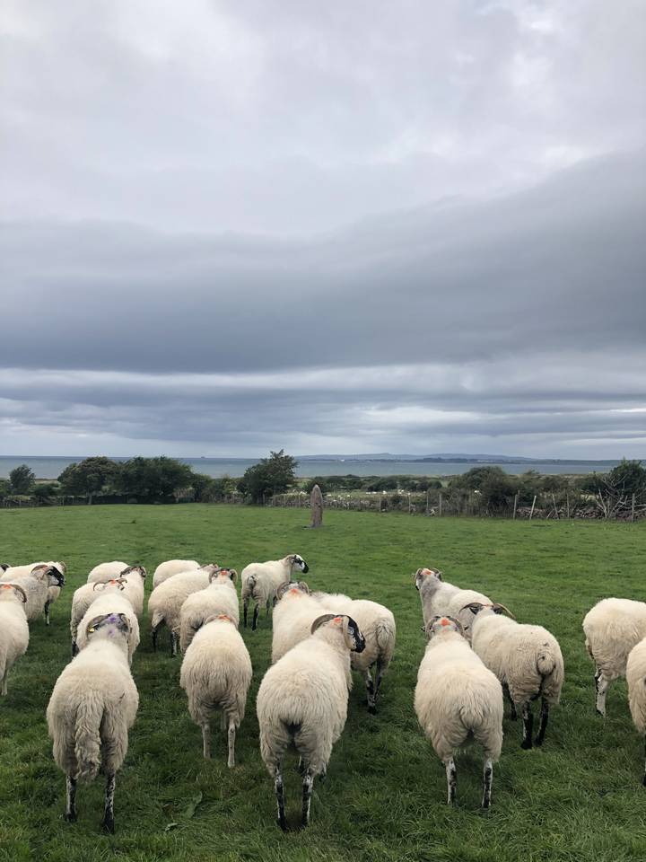 Des moutons paissent dans un champ vert.
