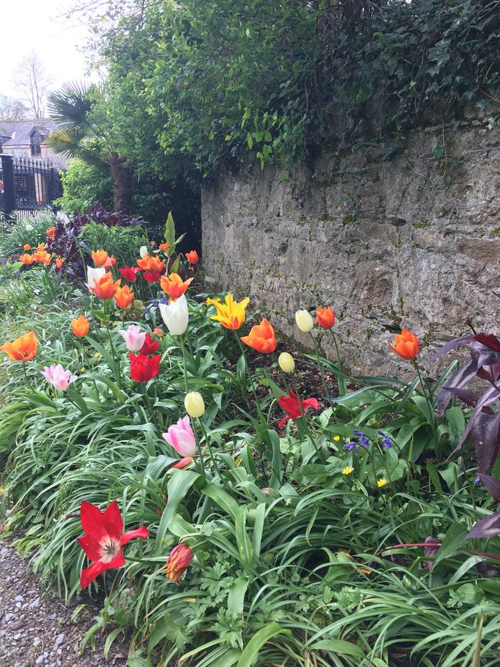 Des tulipes colorées dans un jardin.