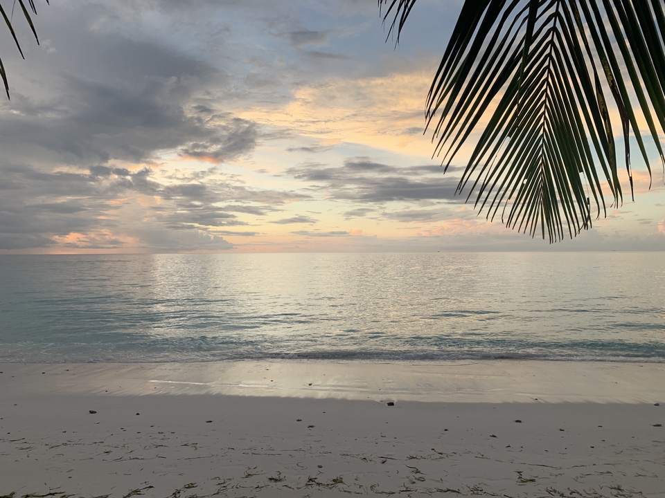 Atardecer en la playa con silueta de palmera y colores suaves.