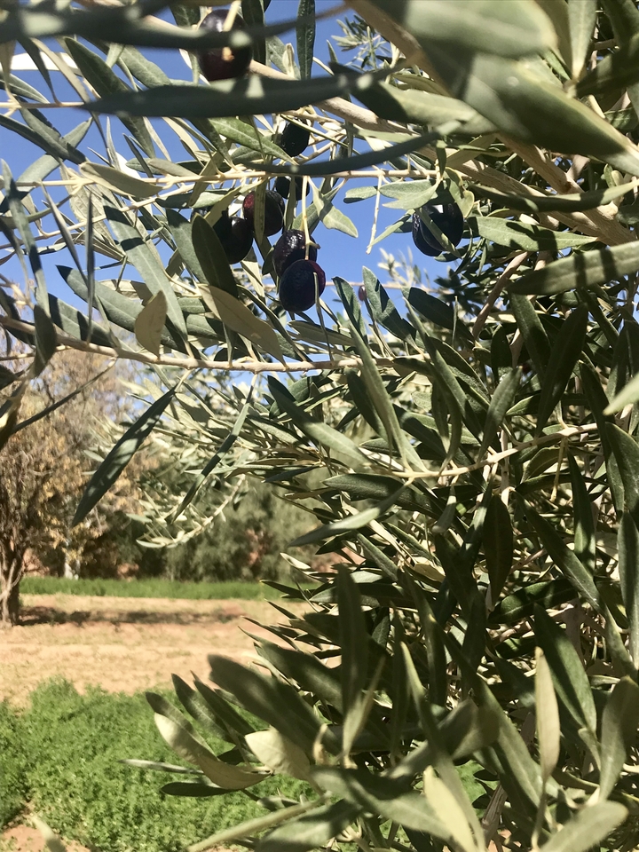 Close-up of olives hanging from a branch.
