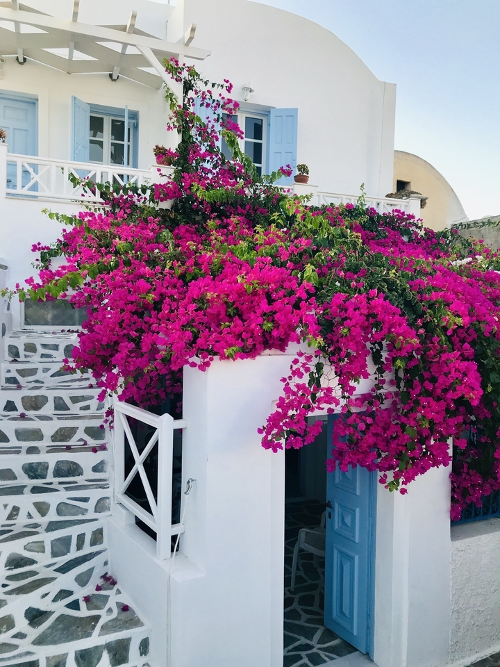 Colorful flowers covering a white building in a charming setting.