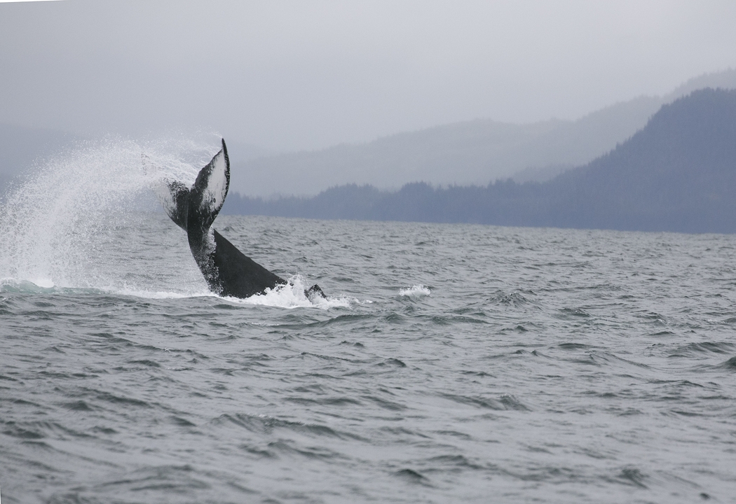 Whale tail flipping above the ocean surface.