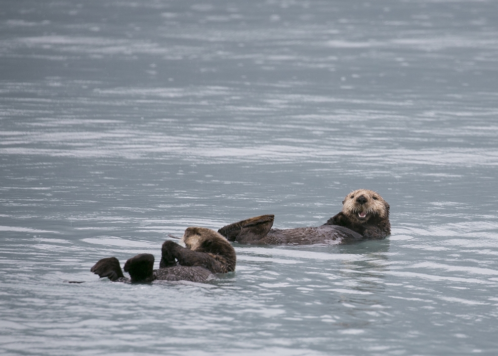 Two sea otters floating on their backs in the water.