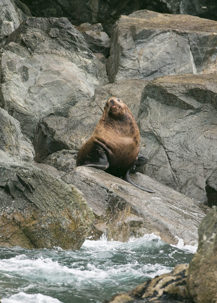 Seal resting on rocks next to the ocean.