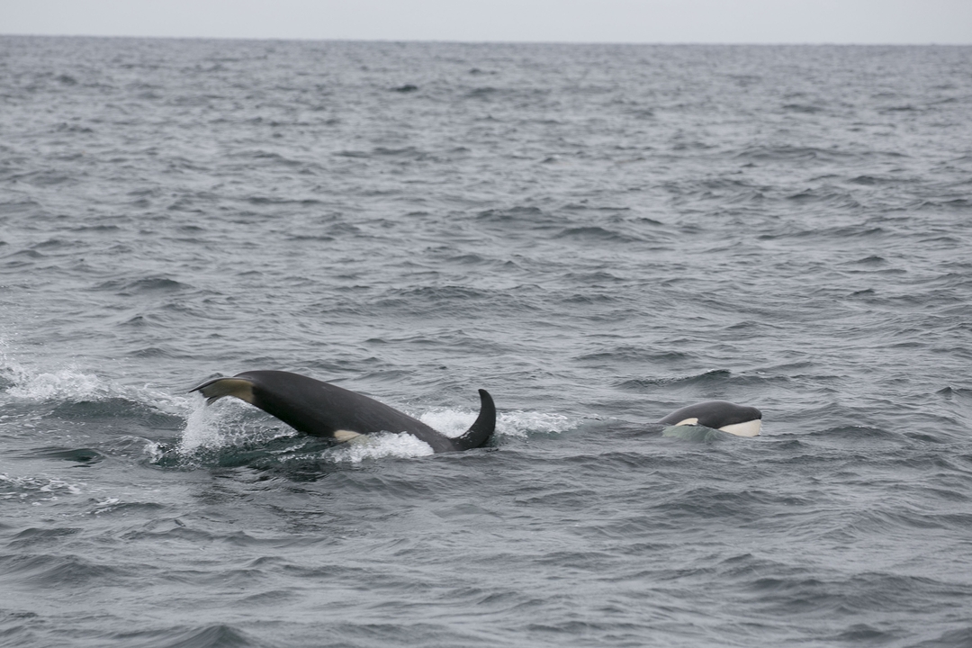 Orcas swimming in the ocean showing dorsal fins above water.