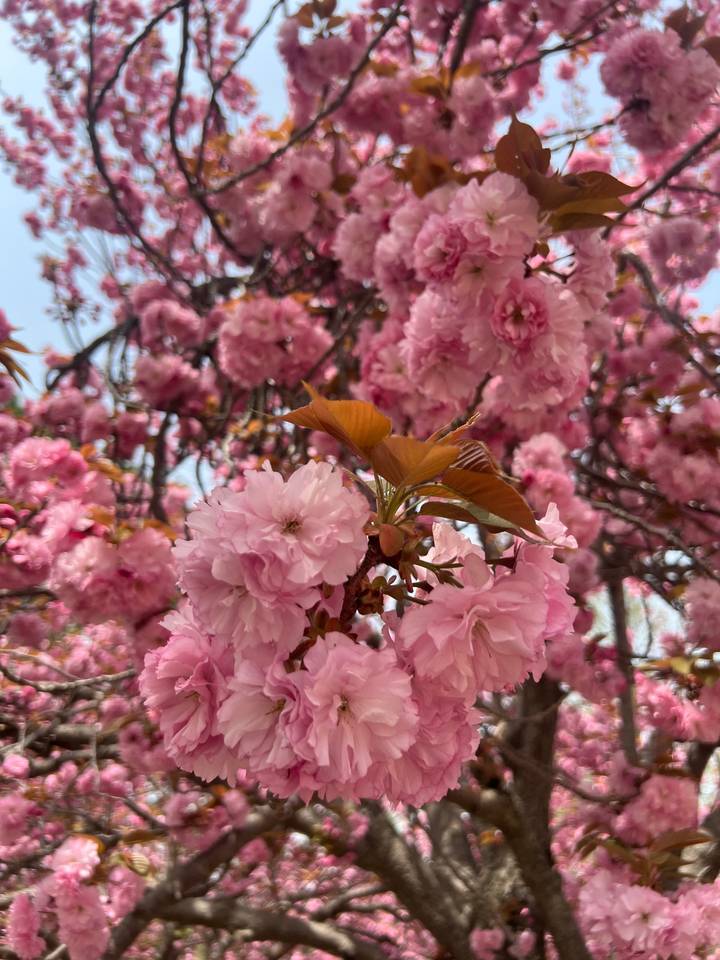 Close-up of pink cherry blossoms with green leaves.
