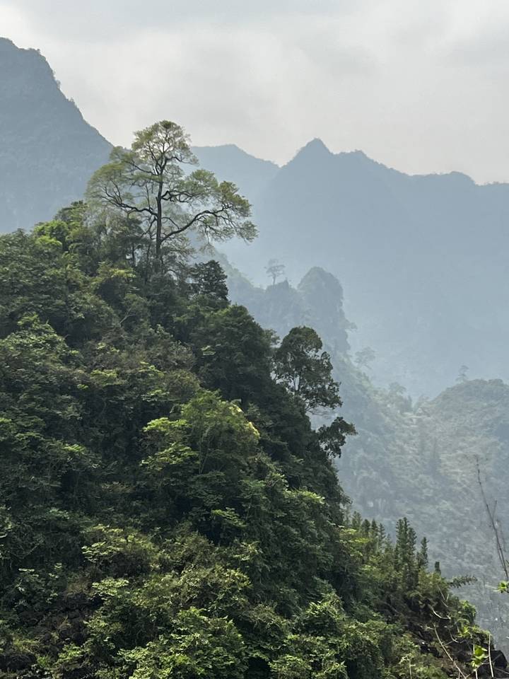 Dense forest with misty mountains in the background.
