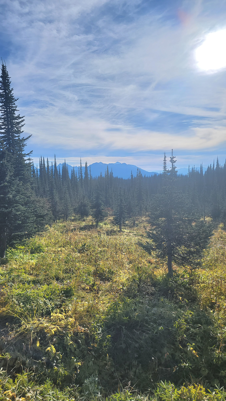 Forest with dense pine trees in a mountainous area.