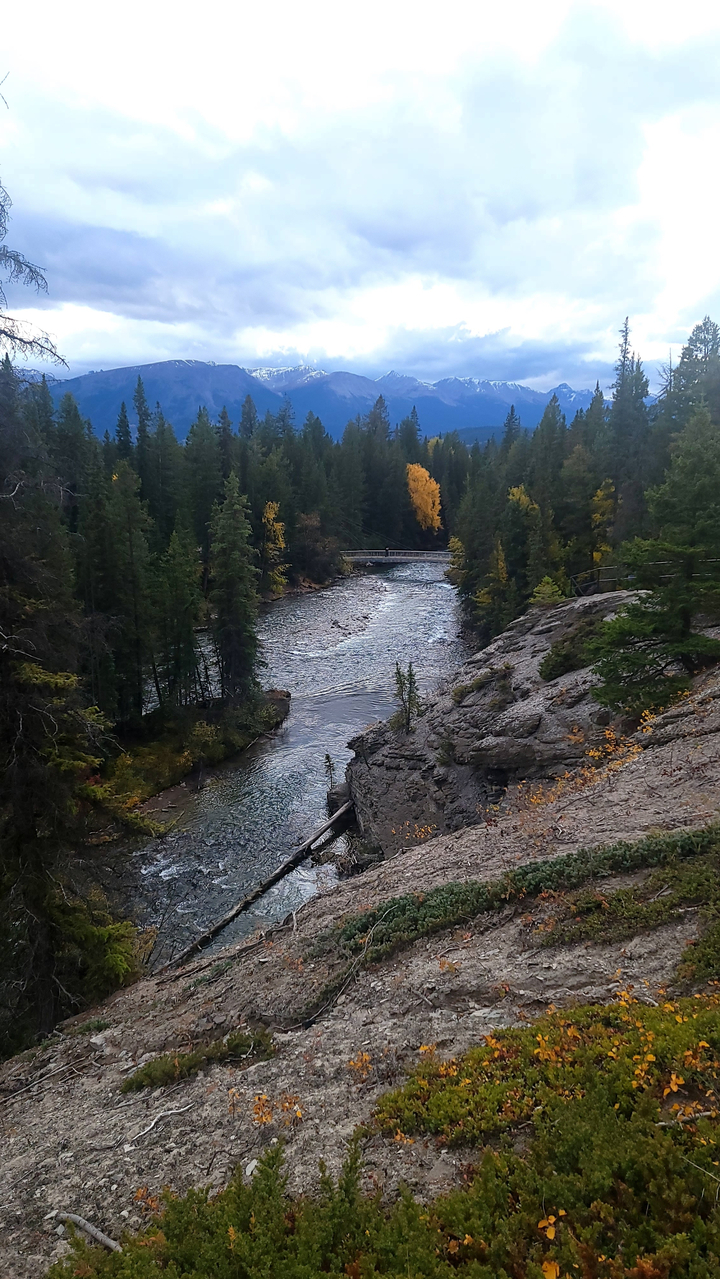 River flowing through a forest with a bridge in the background.