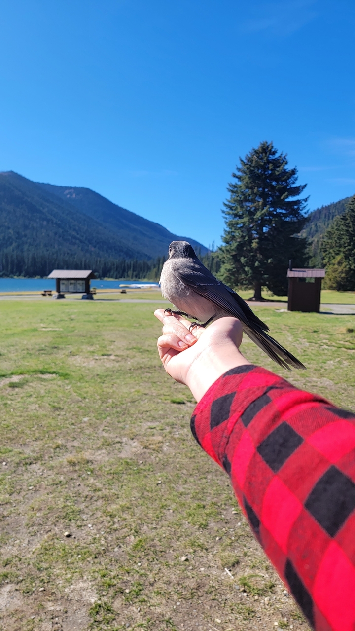 Bird perched on a person's hand overlooking a lake.