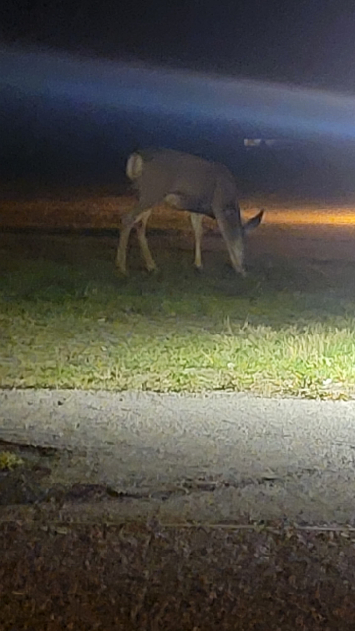 Animal grazing near a road at night.