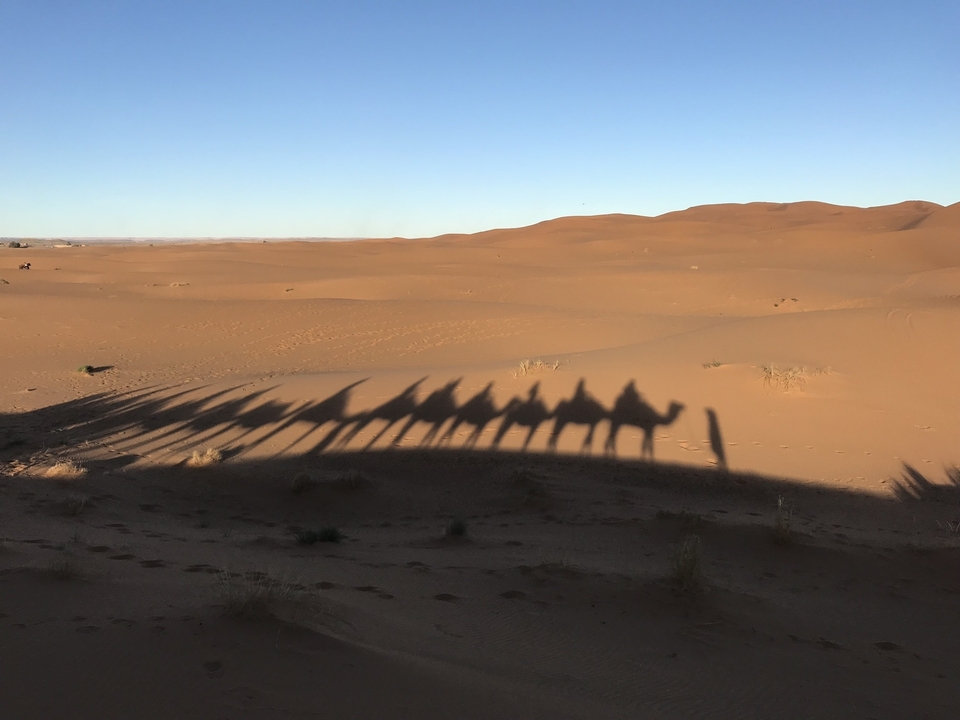 Shadows of camels on the sand dunes at sunset.
