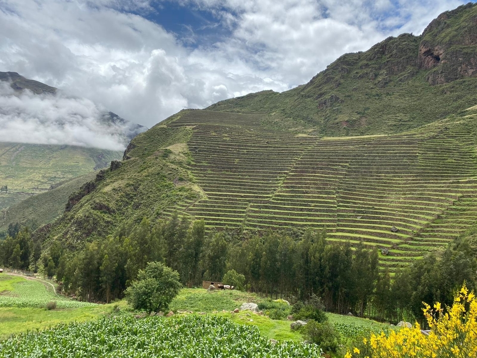 Collines vertes en terrasses sous un ciel nuageux.