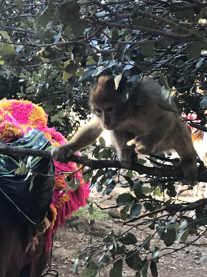 Monkey in a tree with vibrant decorations in the background.