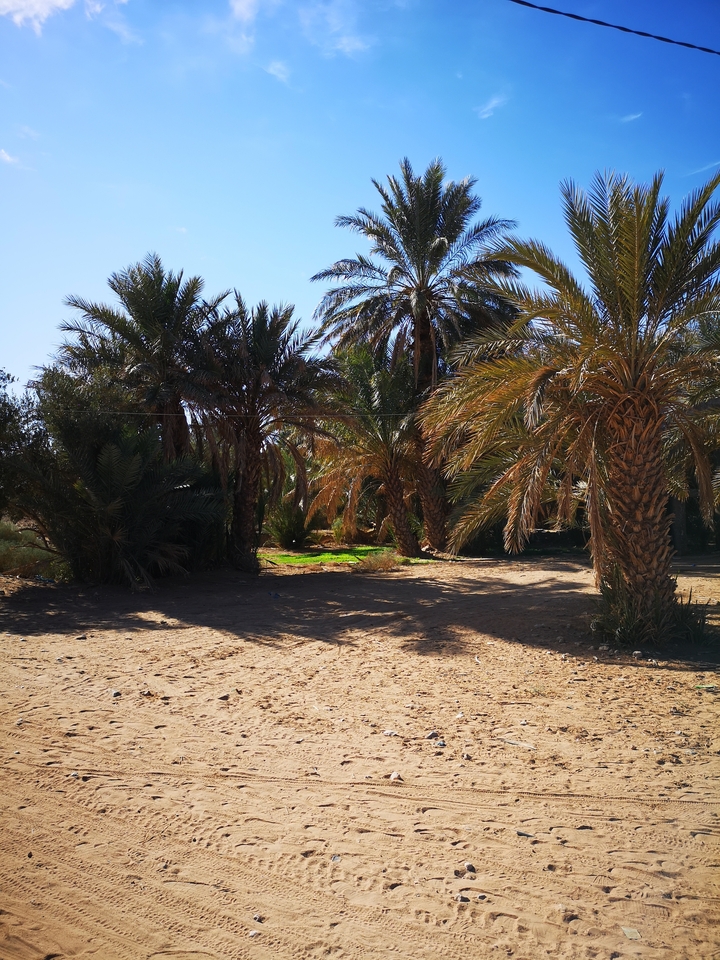 Palm garden with shadows cast on the ground.