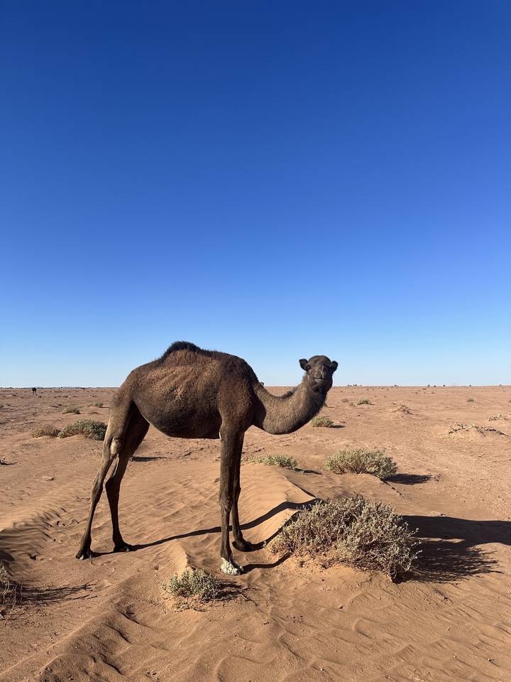 Kameel staand op zanderig terrein.