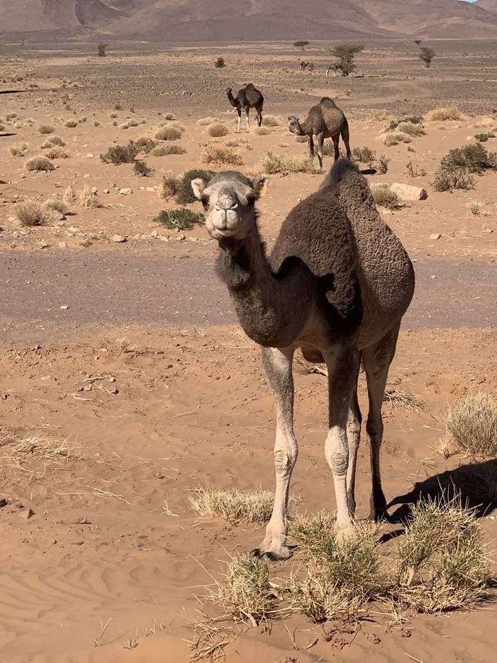 Een kameel die in de woestijn staat.