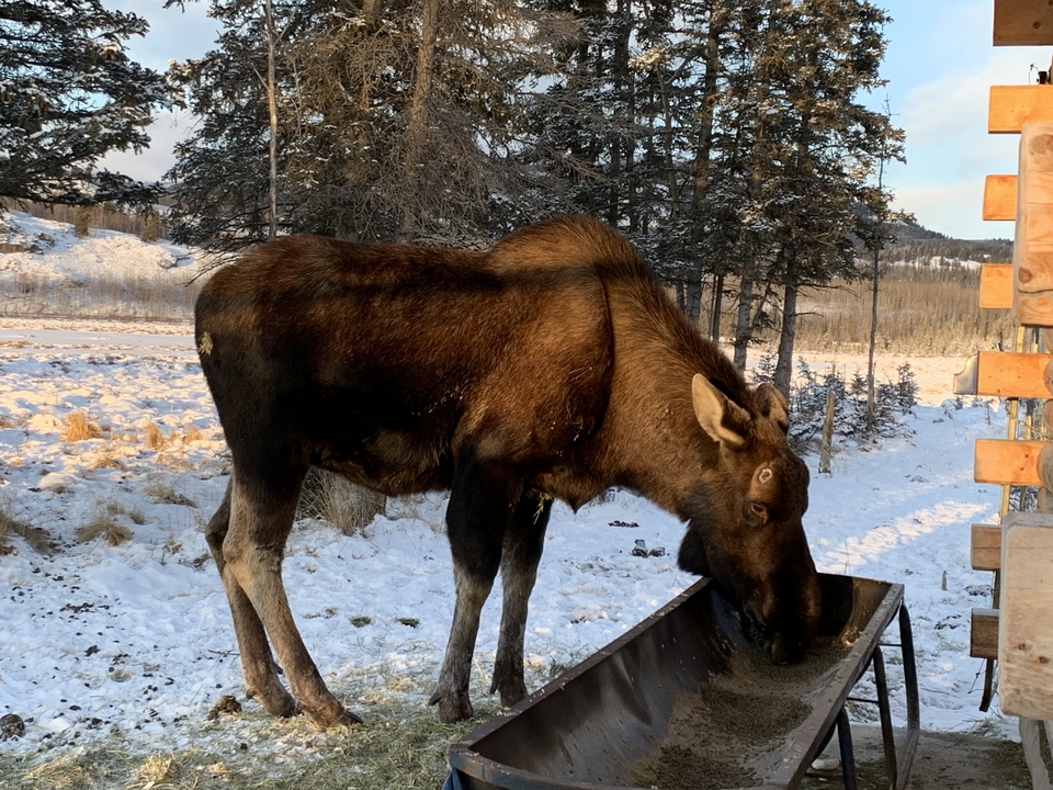A moose eating from a feeder in a snowy landscape.