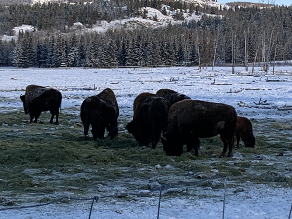 Bison grazing on a snowy landscape.