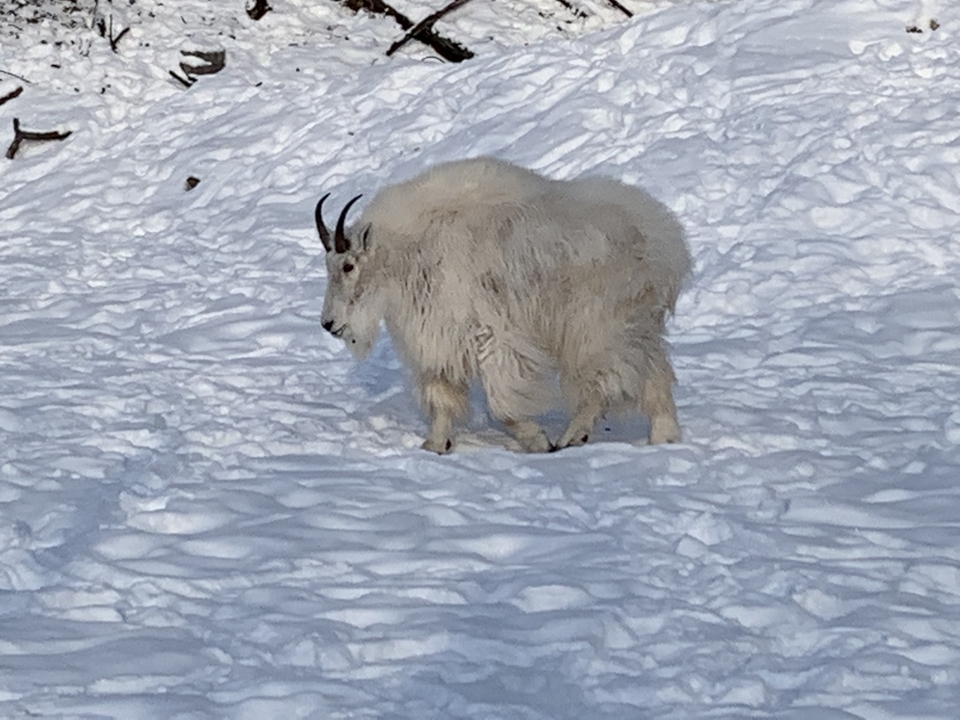 A lone mountain goat standing in a snowy landscape.