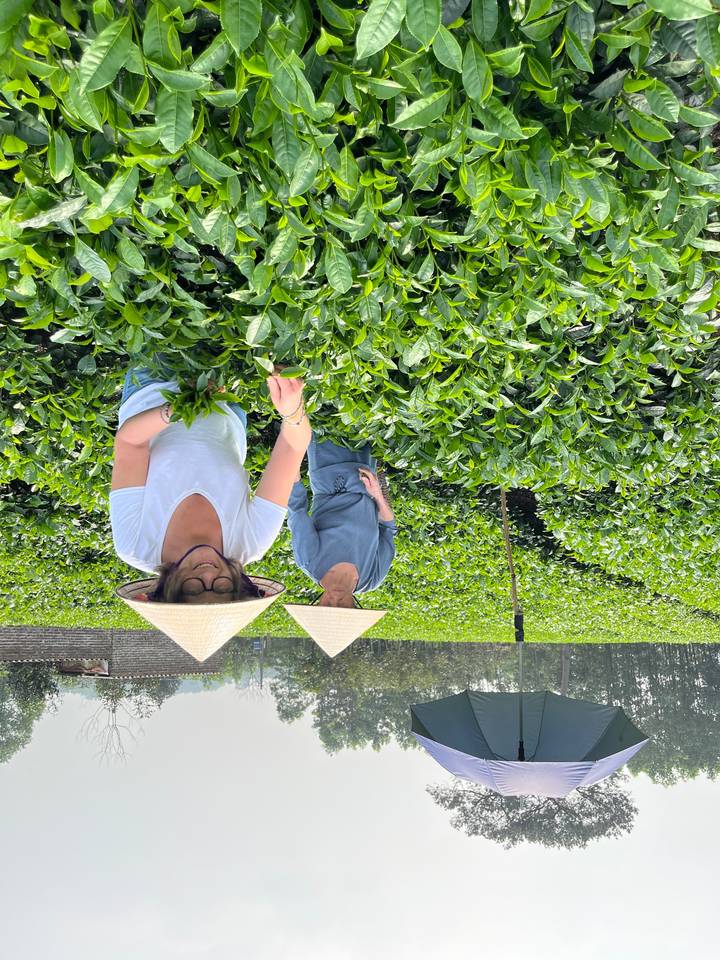 Des personnes portant des chapeaux traditionnels cueillent des plantes ou des feuilles de thé dans un champ luxuriant.