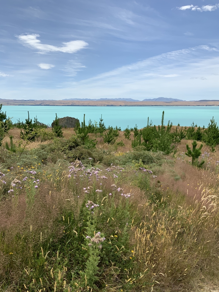 A serene lake with wildflowers and mountains in the distance.