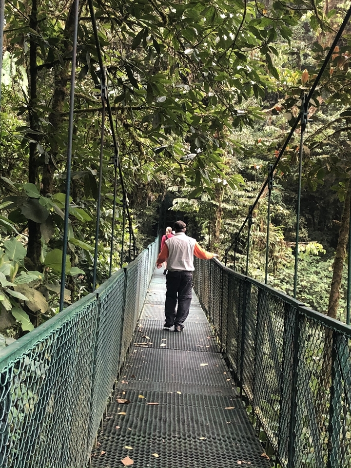 People walking across a suspension bridge in a dense rainforest.