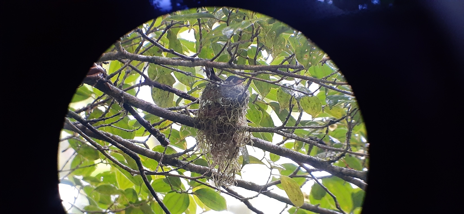 Bird nest on a tree branch viewed through a telescope.
