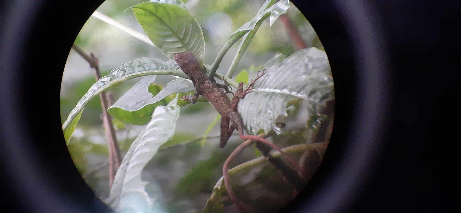 Lizard on a plant seen through a telescope.