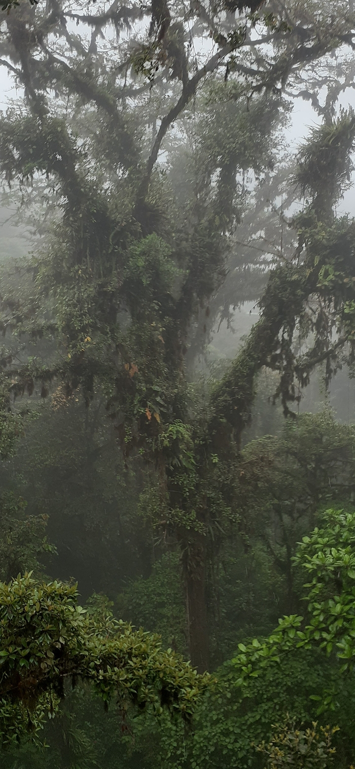 Dense rainforest with large trees and mist.