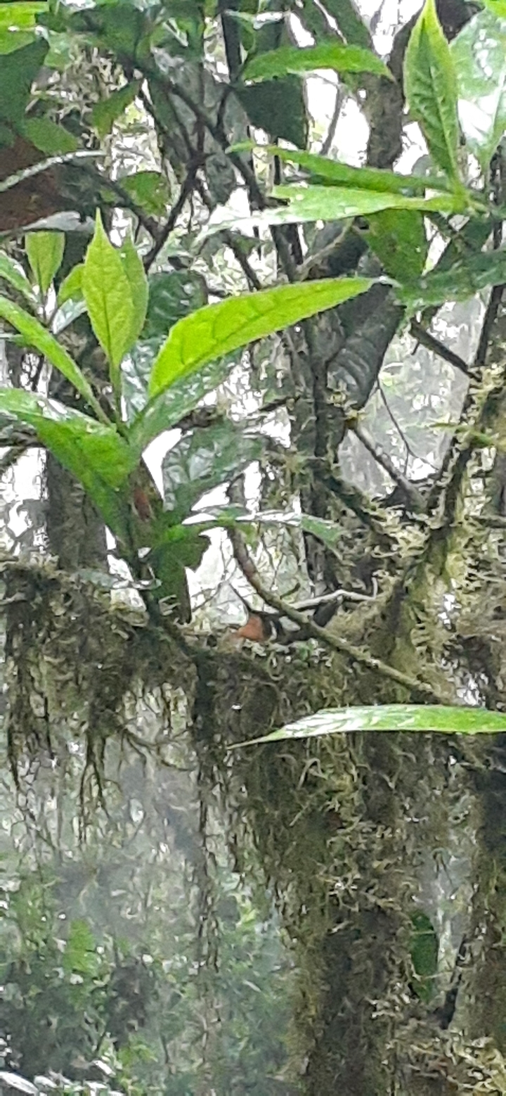 Blurred rainforest with dense foliage.