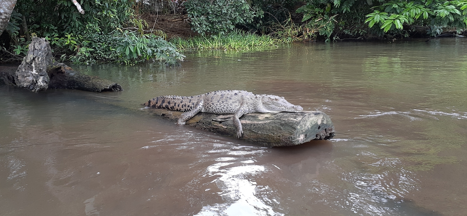 Crocodile resting on a log in the water.