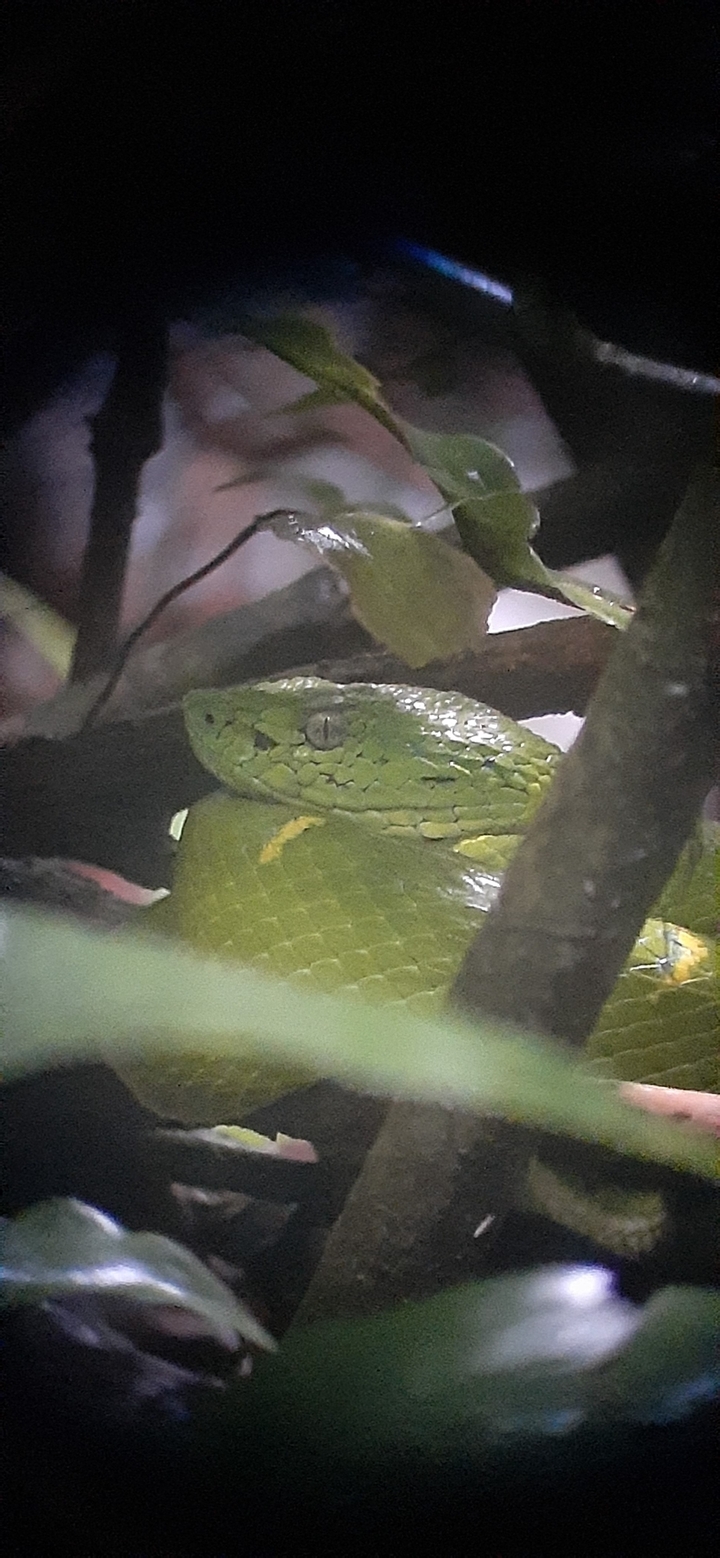 Green snake resting on a branch.