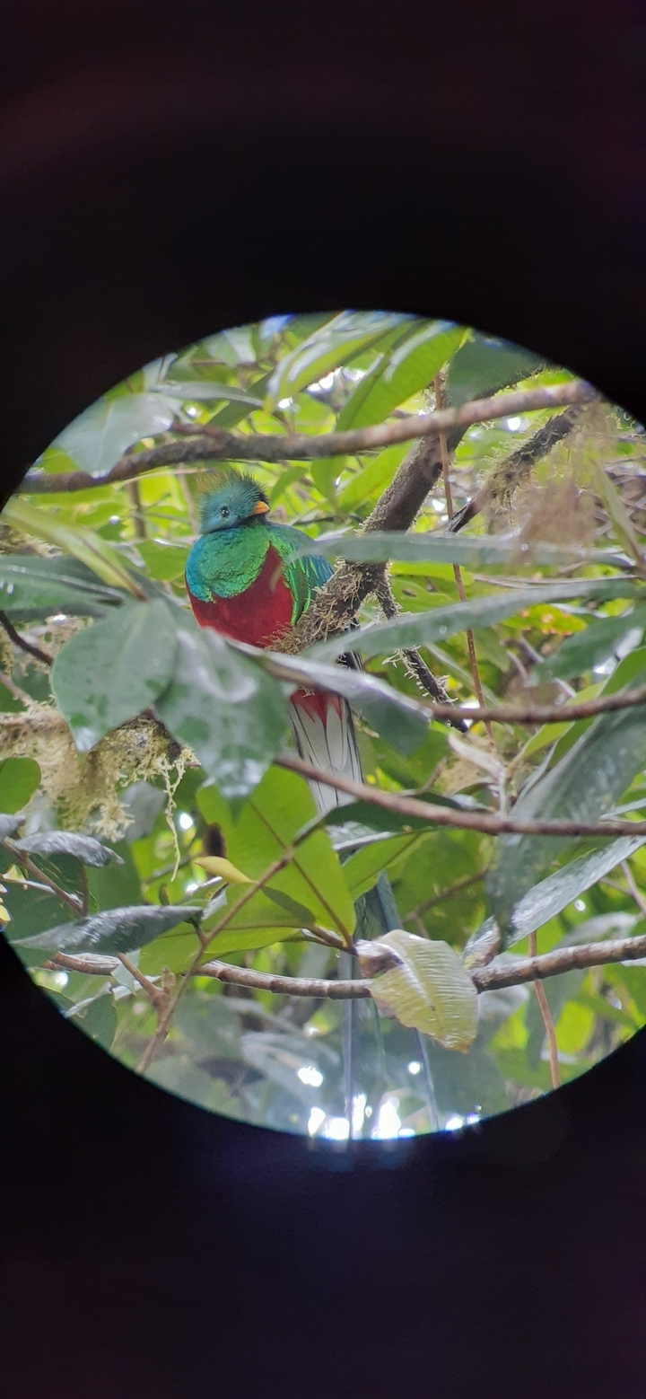 Colorful quetzal bird in a tree.