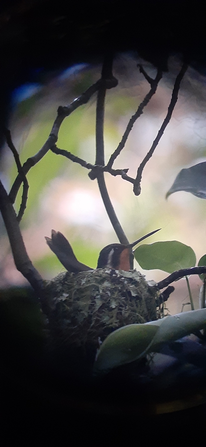 Close-up of a hummingbird perched on a branch.
