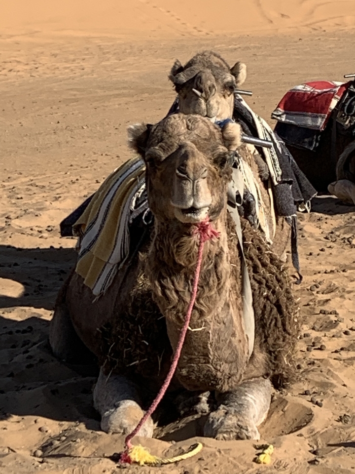Close-up of a camel in a desert setting.